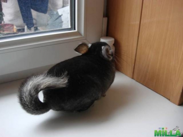 Шиншиллы