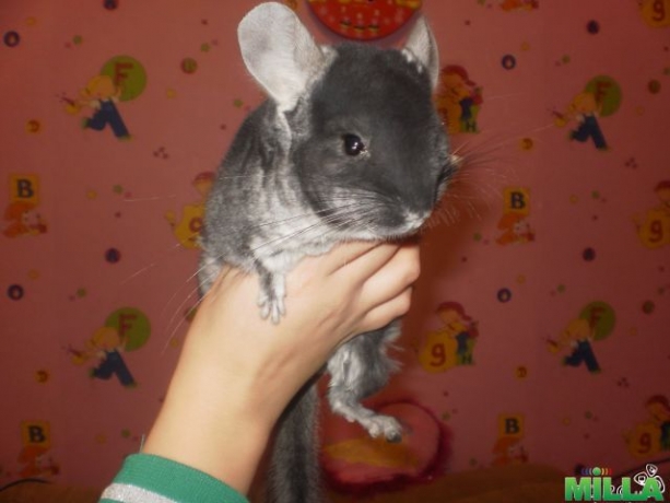 Продам шиншшил с клеткой