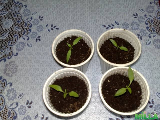 Продам перчик комнатный