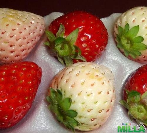 Альпийская белая клубника.50 семян