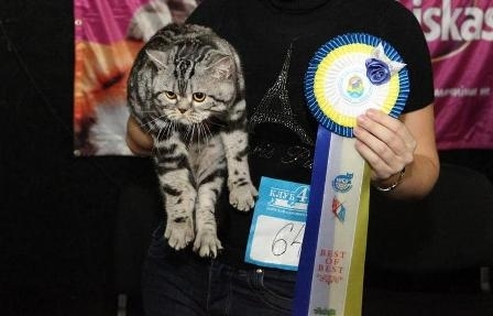 Вислоухий котенок Айла, от лучших родителей, потенциальный шоу класс, в Киеве