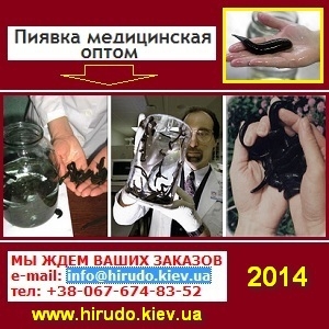 Пиявки 2014 медицинские Гирудотерапия. Медикус