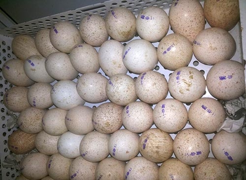Продаем инкубационное яйцо индейки