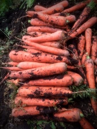 Морковь урожая 2015 г