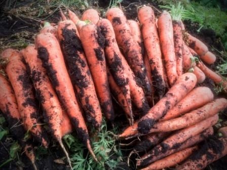 Морковь урожая 2015 г