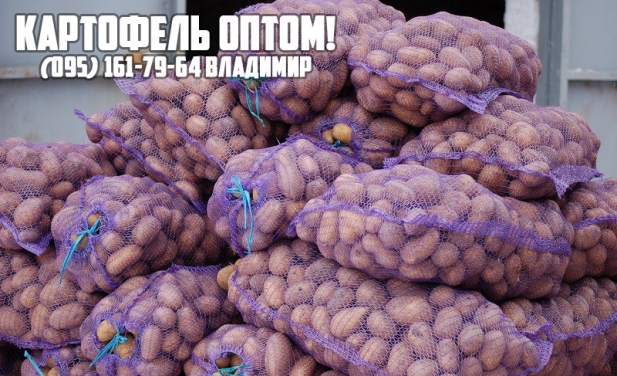 Продаем отличный картофель оптом по всей Украине!