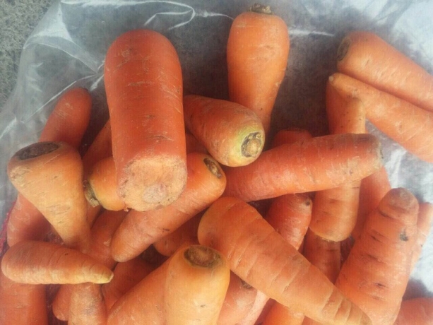 Морковь 2 сорт (мытая/ не мытая)