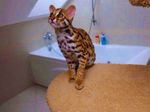 -азиатские леопардовые кошки