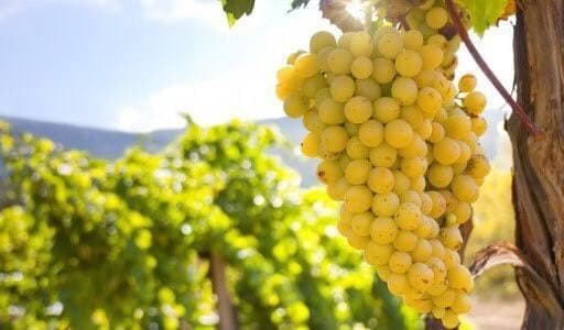 Сбор винограда Франция