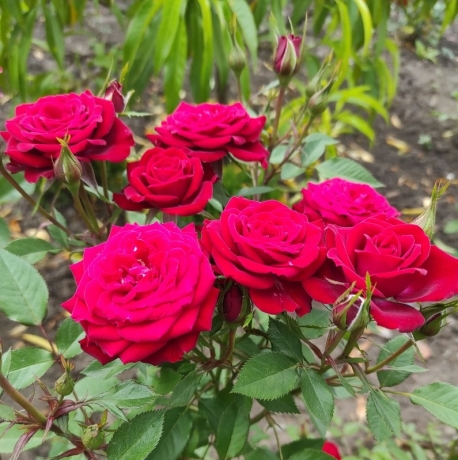 Рябина шаровидная, розы штамбовые, опт и розница, отправляем по Украине