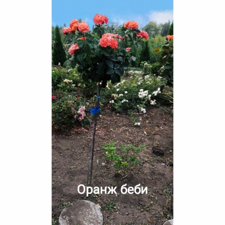 Рябина шаровидная, розы штамбовые, опт и розница, отправляем по Украине