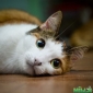 Очаровательная кошка Мурыся ищет дом)