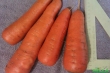 Продам морковь абако