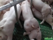 Свиньи и поросята мясной генетики
