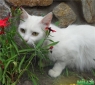 Снежка, кошка белая, пушистая, 1 - 2 года