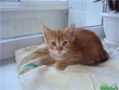 Рыжик-Пыжик, котенок Сеня, 3 месяца