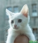 Белый котенок, мальчик, 3 месяца