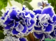 Комнатные фиалочки