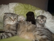 Трое шотландских котенка-мальчики, вислоухие, 2,5 мес