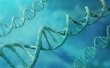 ДНК тест на батьківство з точністю 99,9 відсотків