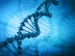Тест на определение отцовства в ДНК лабораториях