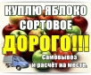 Куплю яблоко сортовое, дорoго.