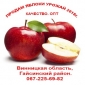 Купить яблоки урожая 2018 опт, свежие Украина