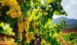 Вакансия сбор винограда на юге Франции