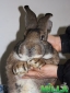 Продаются кролики породы фландр