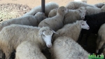 Овцы продаются