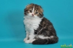 Шотландские котята скоттиш фолд и страйт, хайленды