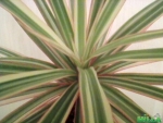 Драцены сорт marginata