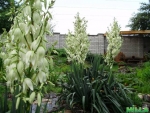 Юкка садовая