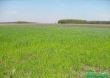 Продам земельный участок в с.Витачов