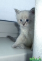 Невские маскарадные котята
