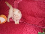 Котята Экзоты. Колор-поинт