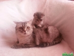 Продам котят