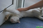 Кот Белый не теряет надежды