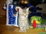 Британский котенок