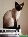 Сиамские котятушки
