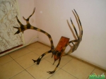 Рога оленя
